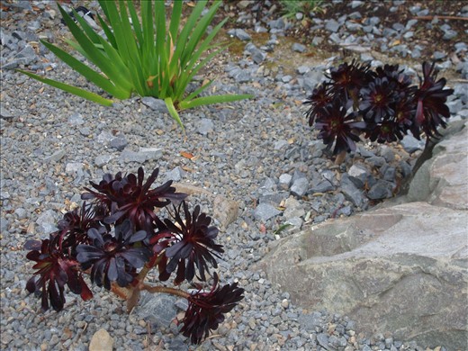 Crazy native flowers in the Botanical gardens