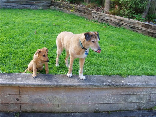 Sam showing Wilfey the ropes