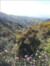 Pretty wild flowers along the way : by thekiwireporter, Views[183]