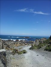 Seal colony: by thekiwireporter, Views[154]