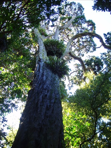 800yr old Rimu tree