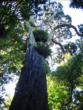 800yr old Rimu tree: by thekiwireporter, Views[241]