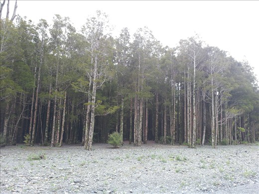 Lord of the rings looking river shore