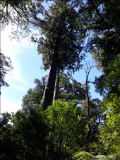 by thekiwireporter, Views[249]