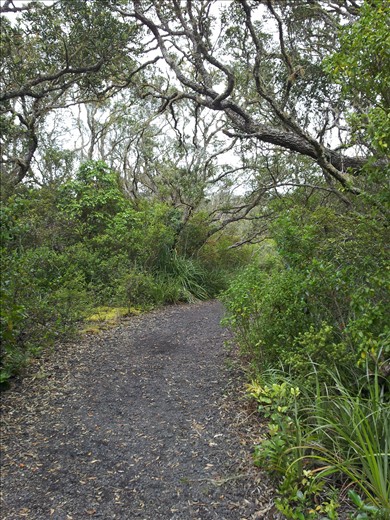 Rangitoto summit path