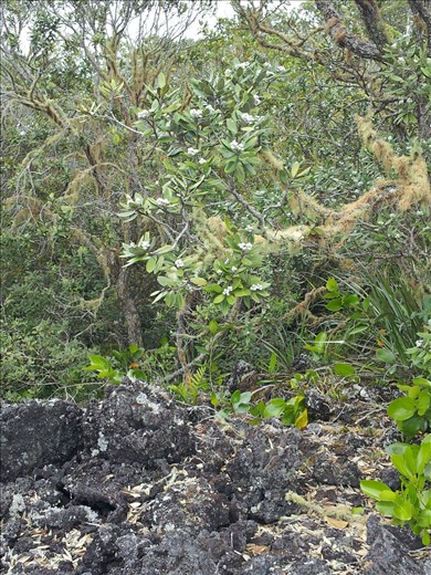 Rangitoto lush flora