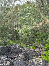Rangitoto lush flora: by thekiwireporter, Views[134]