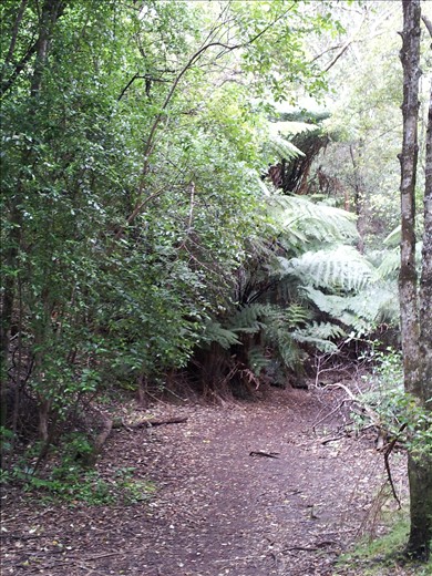 Rangitoto changing ecosystems