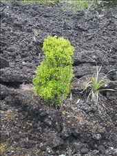 by thekiwireporter, Views[140]