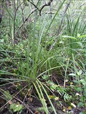 Flax groves: by thekiwireporter, Views[200]