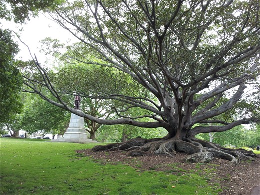 Old trees in the Domain