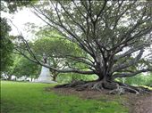 Old trees in the Domain: by thekiwireporter, Views[130]