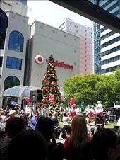 Carols and christmas trees: by thekiwireporter, Views[139]