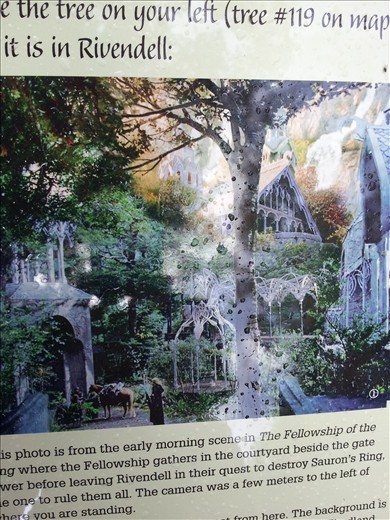 Match the tree in the previous picture