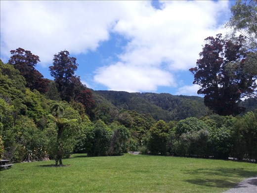 Rividell with the Christmas blossom of the Pohutukwa