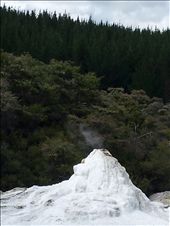 Lady Knox Geyser, Nr Rotorua: by thekiwireporter, Views[121]