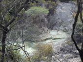 Trees not growing too successfully by the river side, Wai-o-tapu: by thekiwireporter, Views[184]