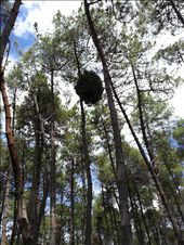 Weird ball tree: by thekiwireporter, Views[108]