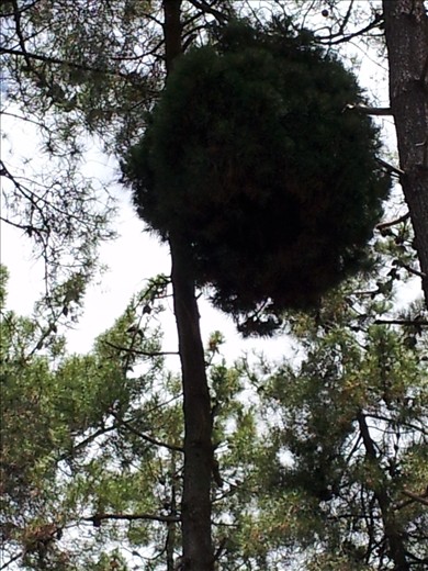 Weird ball tree close-up