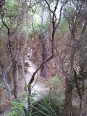 Sulphur forest: by thekiwireporter, Views[109]