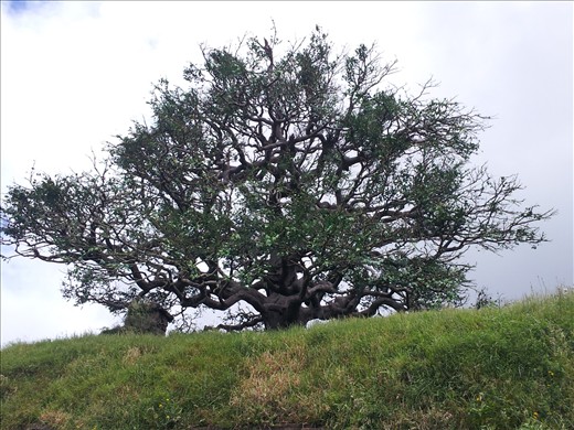 Fake steal oak tree - smaller as it is a younger tree in The Hobbit!