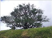Fake steal oak tree - smaller as it is a younger tree in The Hobbit!: by thekiwireporter, Views[364]