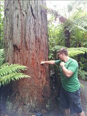 Wellington pine: by thekiwireporter, Views[178]