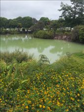 Rotorua park lake - no ducks for some reason: by thekiwireporter, Views[120]