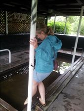 Not as nice as the other hot springs: by thekiwireporter, Views[92]