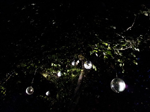 Light installation in Wellington Botanical Gardens