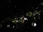 Light installation in Wellington Botanical Gardens: by thekiwireporter, Views[279]