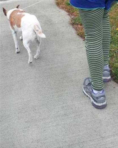 Friend's cool leggings and the runaway dog