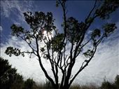 Pohutukawa tree on a run: by thekiwireporter, Views[182]