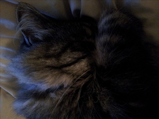 The beautiful Dougals