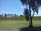 Hunter valley: by thekiwireporter, Views[193]