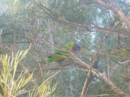 Aussie's colourful and noisey wildlife