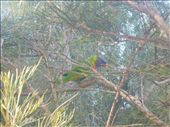 Aussie's colourful and noisey wildlife: by thekiwireporter, Views[160]