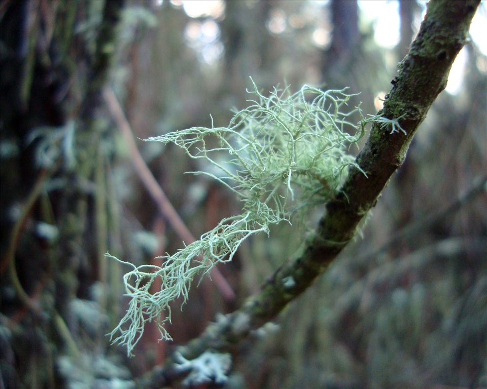 An expectant, curious, and mysterious nature waiting for foreign visitors.