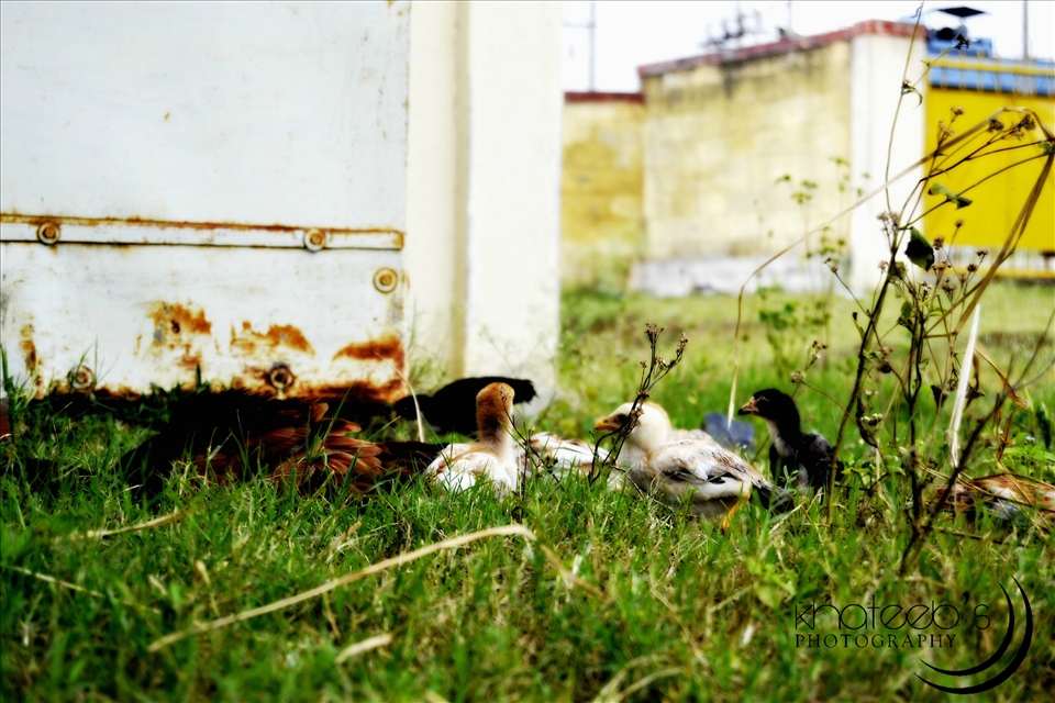these were the chicks that i caught it near a factory near by 