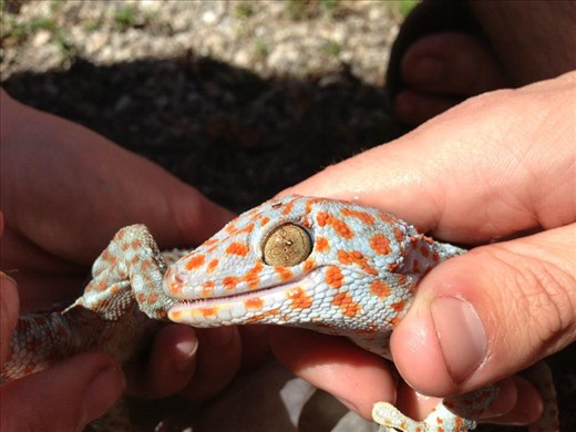 Invasive Tokay found in the Florida Everglades National Park. Notice its food.