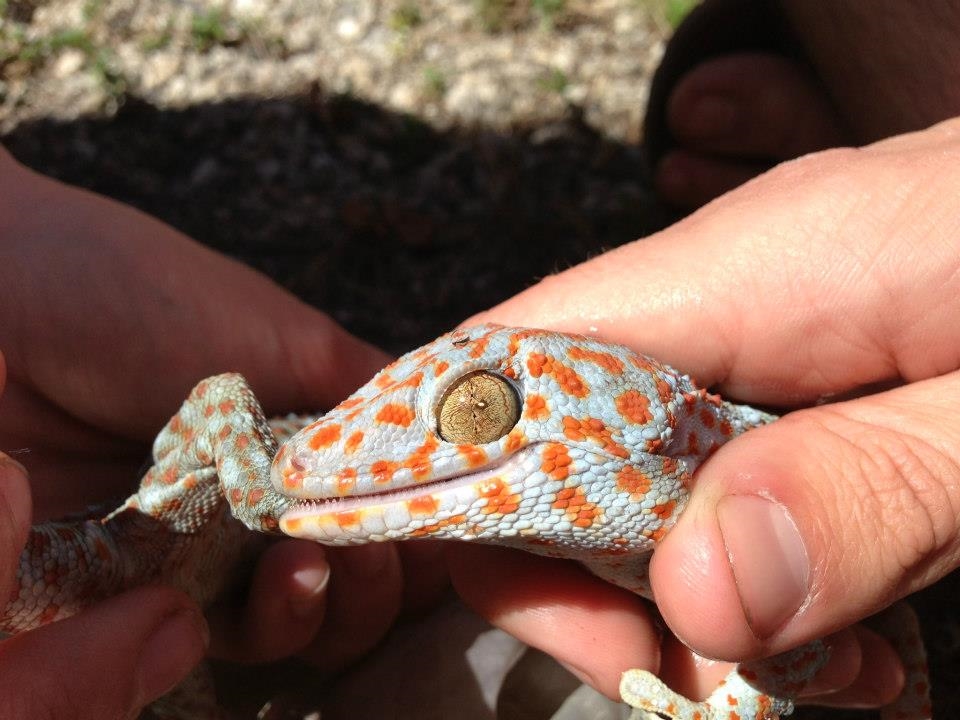 Invasive Tokay found in the Florida Everglades National Park. Notice its food.