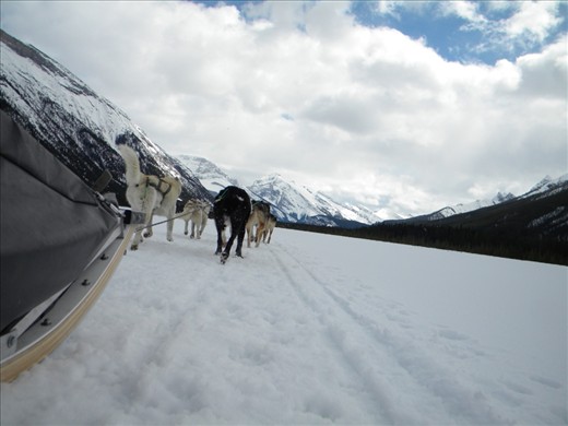 A prime example of the teamwork, energy and determination needed to explore a land like the Great White North, even if it's the dog team doing all the work.   -Dog sledding across Spray Lakes, AB, Canada