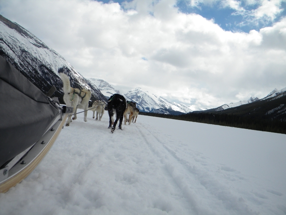 A prime example of the teamwork, energy and determination needed to explore a land like the Great White North, even if it's the dog team doing all the work.   -Dog sledding across Spray Lakes, AB, Canada