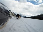 A prime example of the teamwork, energy and determination needed to explore a land like the Great White North, even if it's the dog team doing all the work.   -Dog sledding across Spray Lakes, AB, Canada: by theonlypeteyouknow, Views[316]