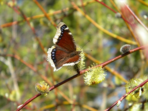 The Butterfly: Fragile, beautiful and delicately balanced... Just like the world that surrounds it.