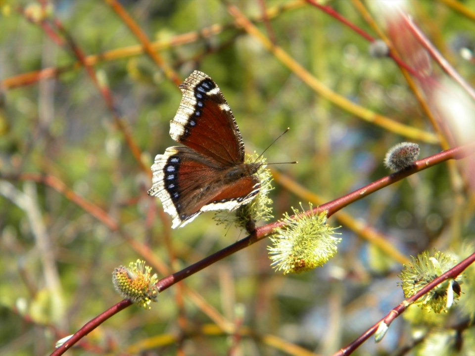 The Butterfly: Fragile, beautiful and delicately balanced... Just like the world that surrounds it.