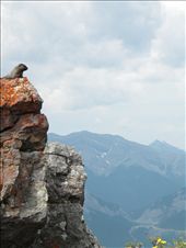 Appreciation for your surroundings is not limited to just us humans.    -Lady Mac, AB, Canada: by theonlypeteyouknow, Views[319]