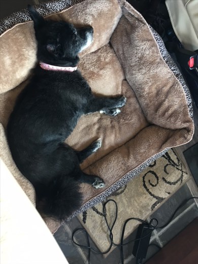 The life of the dog - Winnie