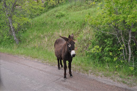 Wild burroros in Custer State Park