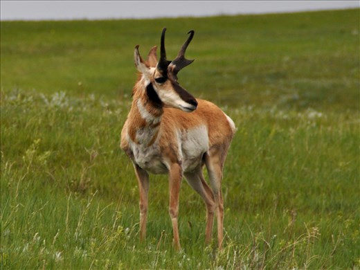 A beautiful photo of a pronghorn in Custer State Park
